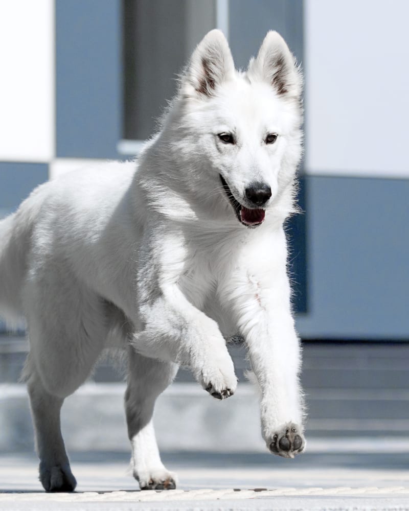 Dog Wellness Exams at Bloom Plaza Animal Hospital