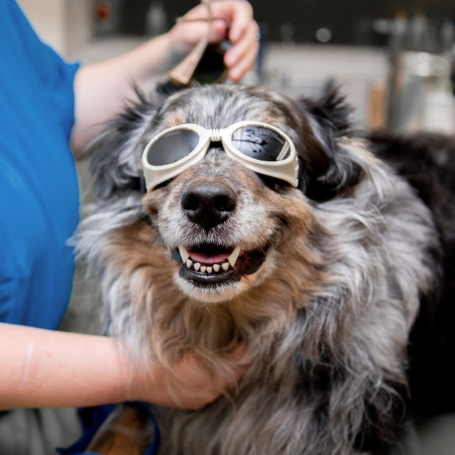 Cold Laser Therapy, San Jose Veterinarians