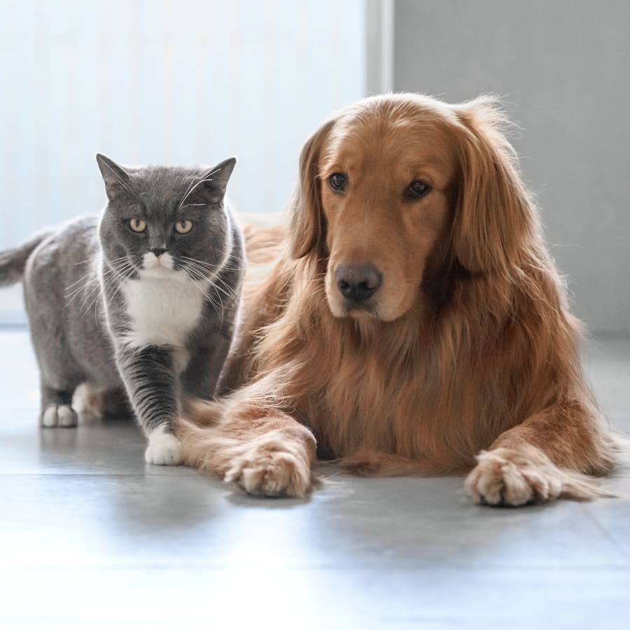 Veterinary Surgery San Jose | Pet Surgery for Cats & Dogs